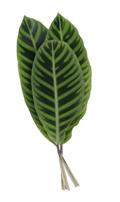 Calathea zebrine